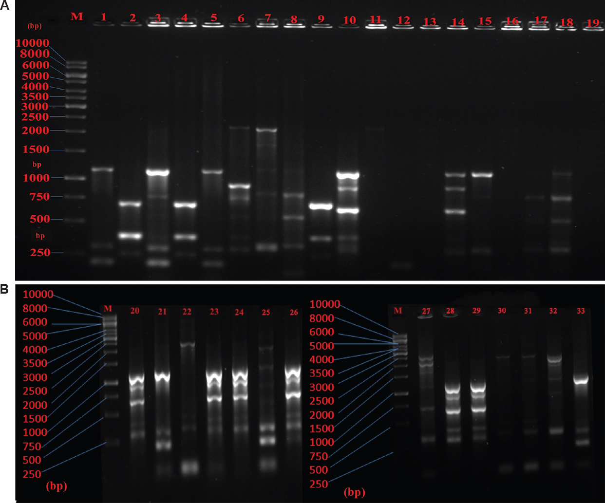 (A) Agarose gel electrophoresis of enterobacterial repetitive intergenic consensus polymerase chain reaction (ERIC-PCR) generated DNA fingerprints of 1-19 Escherichia coli isolates. M: Marker (1 kb), (B) Agarose gel electrophoresis of ERIC-PCR generated DNA fingerprints of 20-33 Escherichia coli isolates. M: Marker (1 kb).